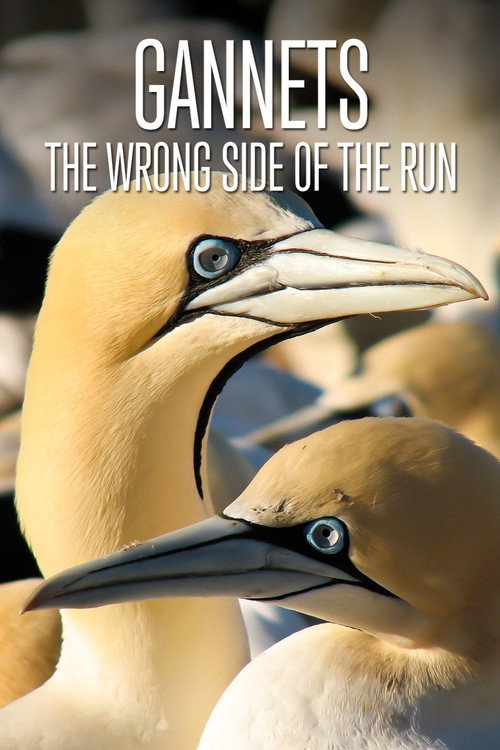 Gannets: The Wrong Side of the Run (2010) movie poster