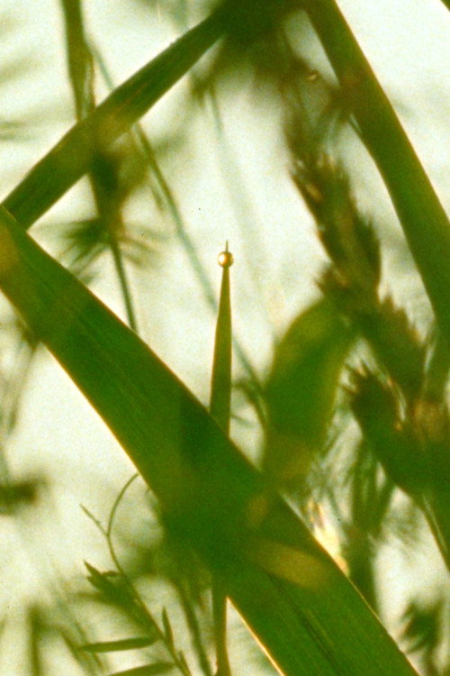 A World of Dew (2024) movie poster