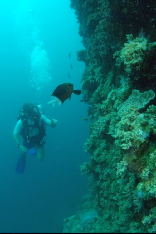 Wonders of the Great Barrier Reef with Iolo Williams (2018) movie poster