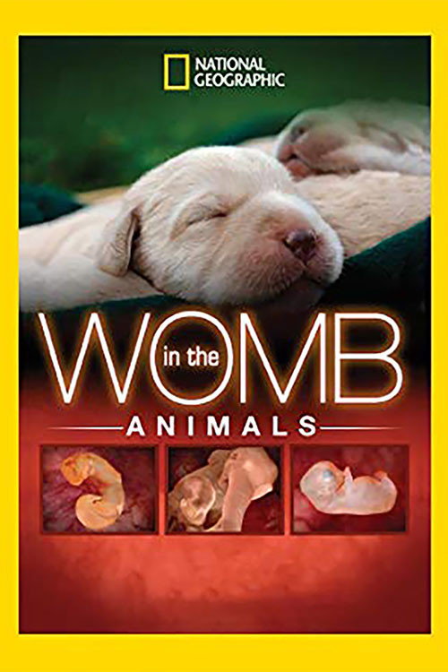 In The Womb: Animals (2006) movie poster