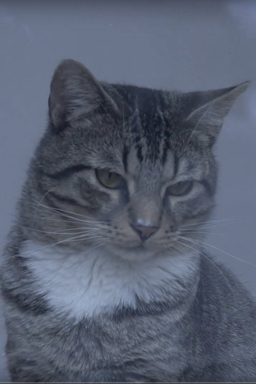 A Day at the Cat Cafe (2019) movie poster