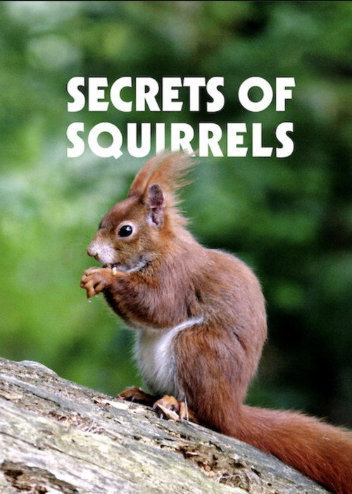 Secrets of Squirrels (2018) movie poster