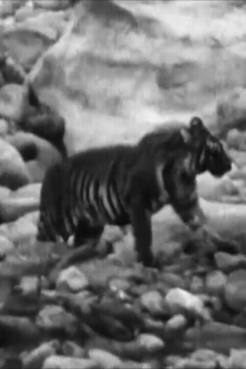 Wandering Tigers in North India (1935) movie poster