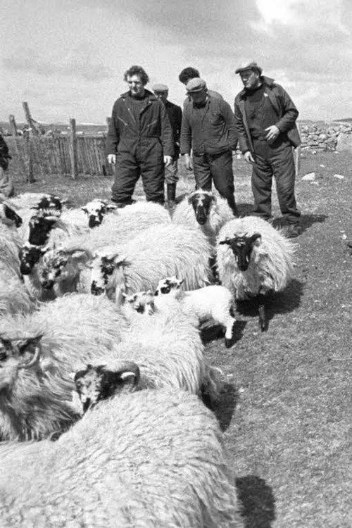 The Shepherds of Berneray (1981) movie poster