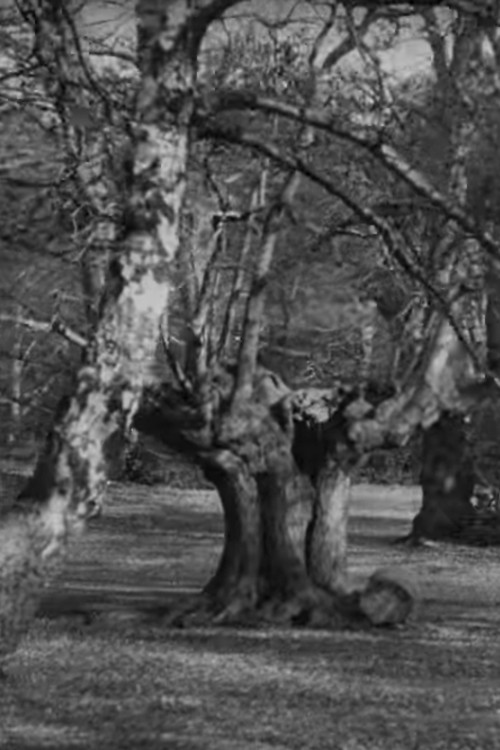 Burnham Beeches (1909) movie poster
