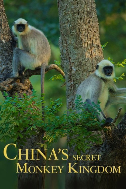 China's Secret Monkey Kingdom (2021) movie poster