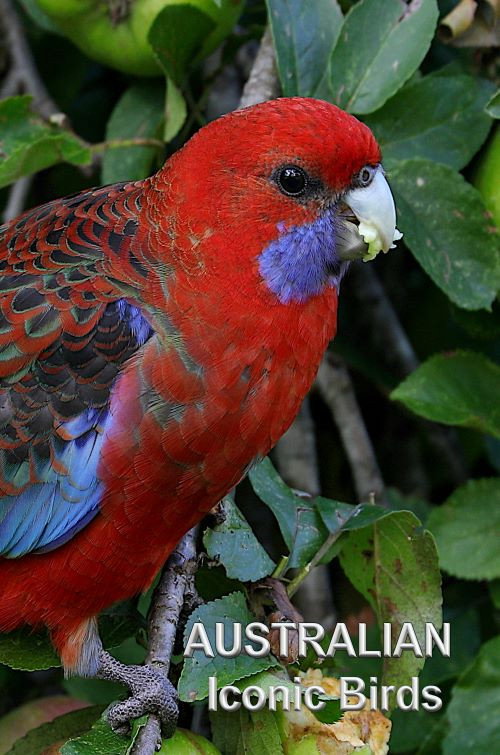 Australian Iconic Birds (2021) movie poster