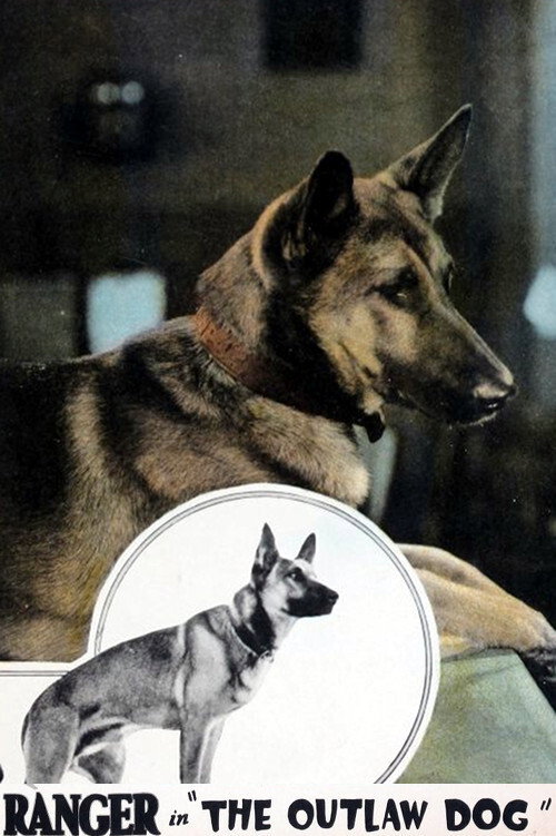 The Outlaw Dog (1927) movie poster