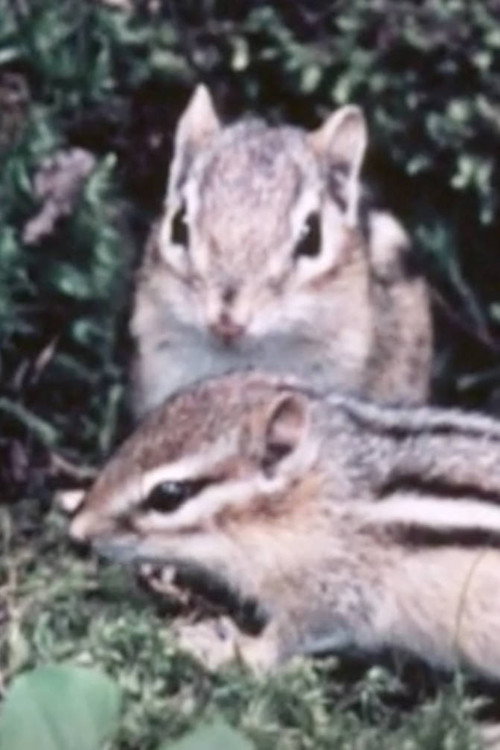 Adventures Of A Chipmunk Family (1959) movie poster