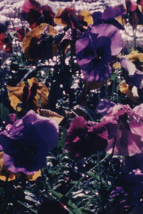 La Jardinera (2019) movie poster