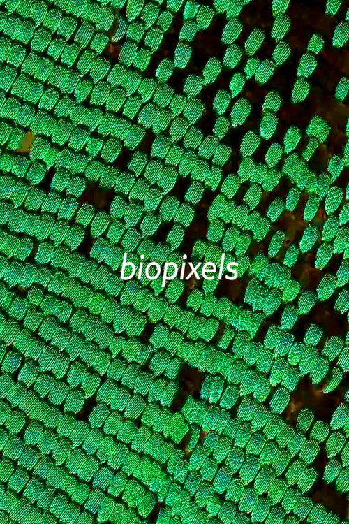 biopixels movie poster