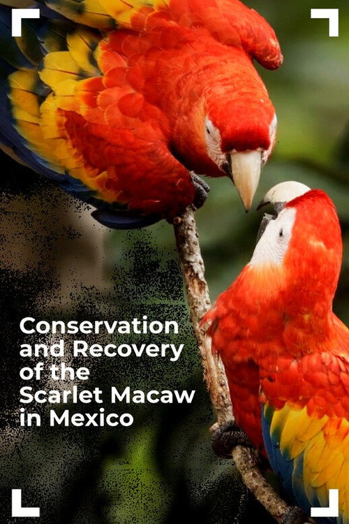 Conservation and Recovery of the Scarlet Macaw in Mexico (2025) movie poster