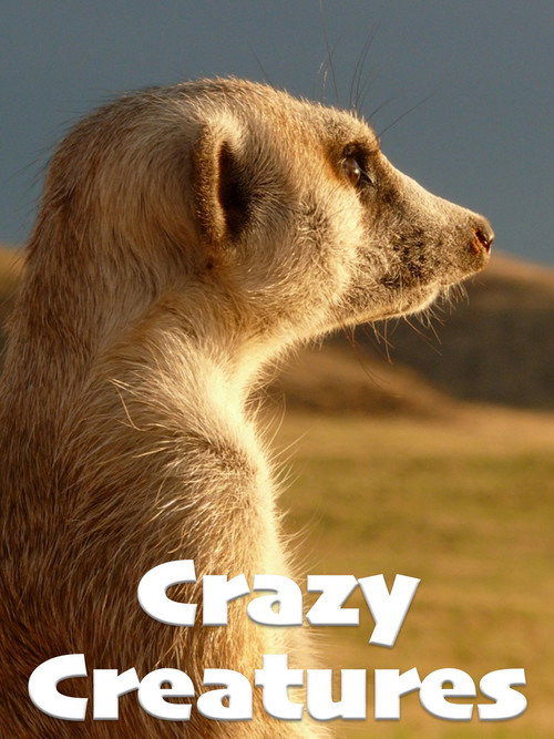 Crazy Creatures (2018) movie poster