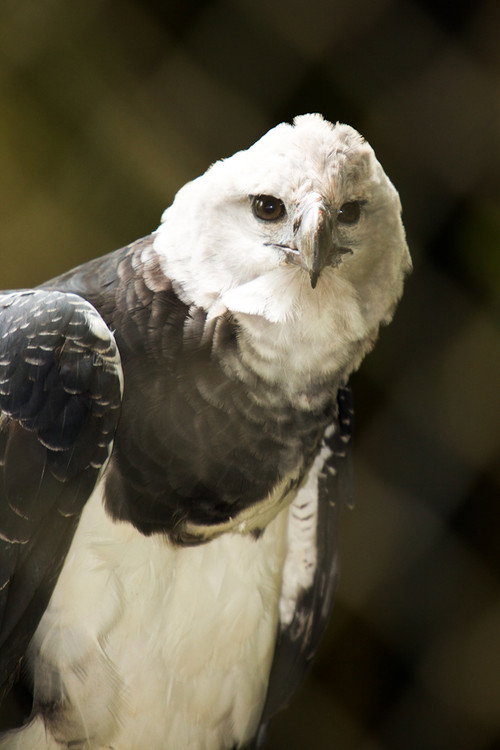 BBC Natural World：The Monkey-Eating Eagle of the Orinoco (2010) movie poster