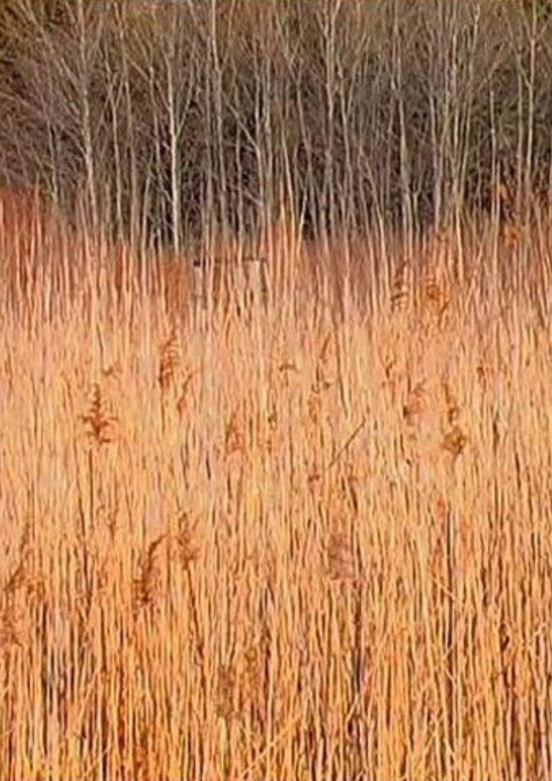 Retour à Walden (Une économie) (2008) movie poster