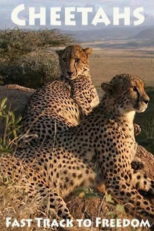 Cheetahs: Fast Track to Freedom (2004) movie poster
