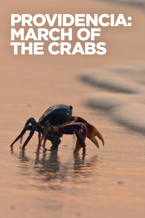 Providencia March of the Crabs (2020) movie poster