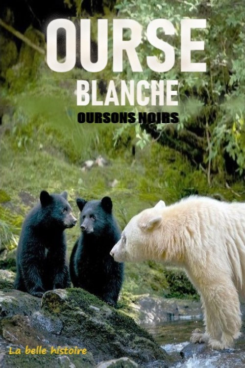 Ourse blanche, oursons noirs : la belle histoire (2017) movie poster
