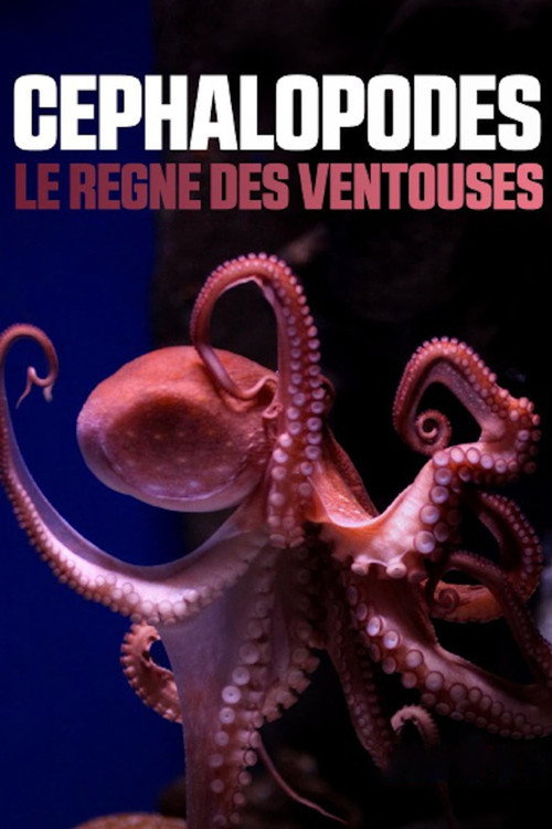 Cephalopods: The Reign of Suckers (2020) movie poster