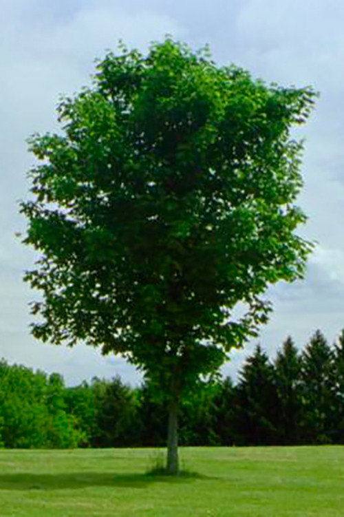 Tree (2010) movie poster