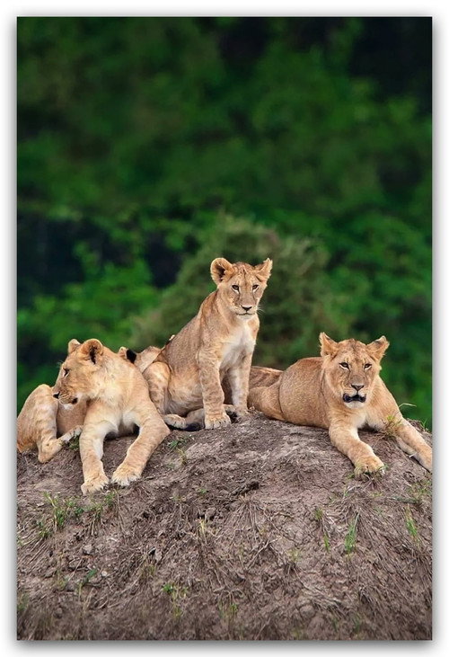 Little Big Cat (2008) TV show poster