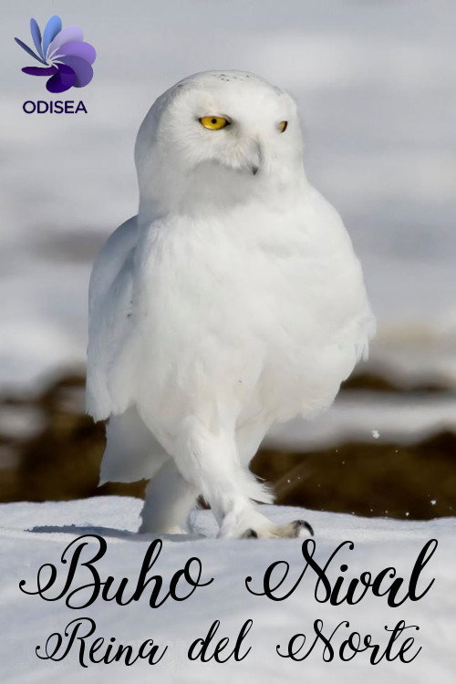 Snowy Owl, queen of the North (2012) movie poster