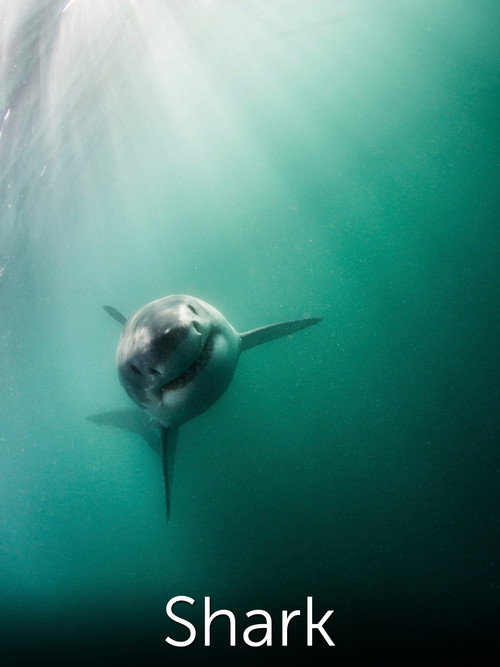 Shark: Beneath the Surface (2015) movie poster