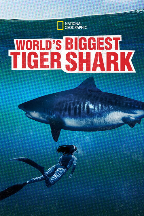 World's Biggest Tiger Shark (2020) movie poster