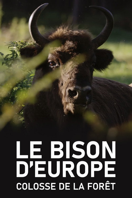 Le Bison d'Europe, colosse de la forêt (2023) movie poster