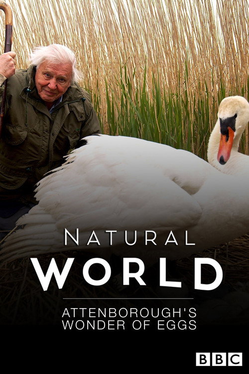 Attenborough's Wonder of Eggs (2018) movie poster