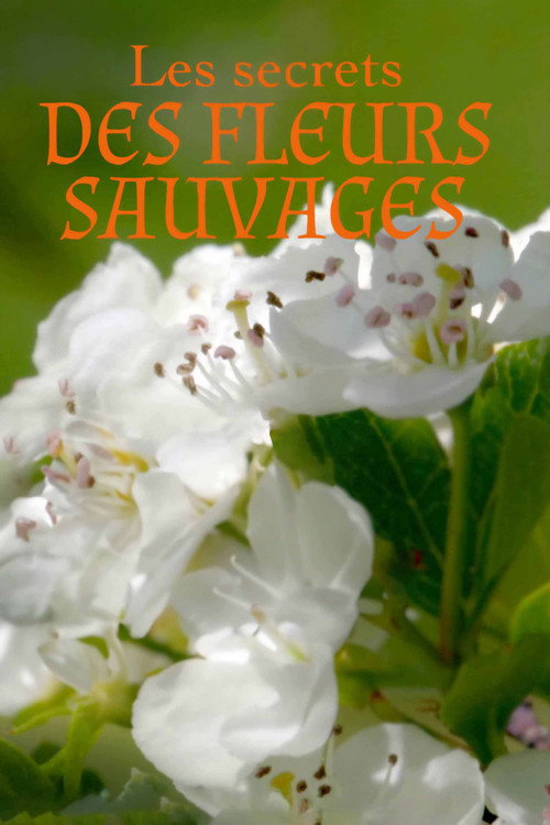 Les Secrets des fleurs sauvages (2019) TV show poster