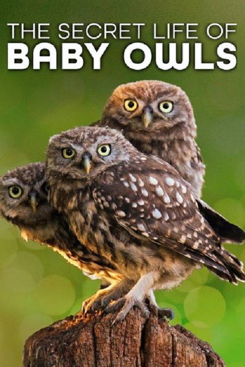 The Secret Life of Owls (2018) TV show poster