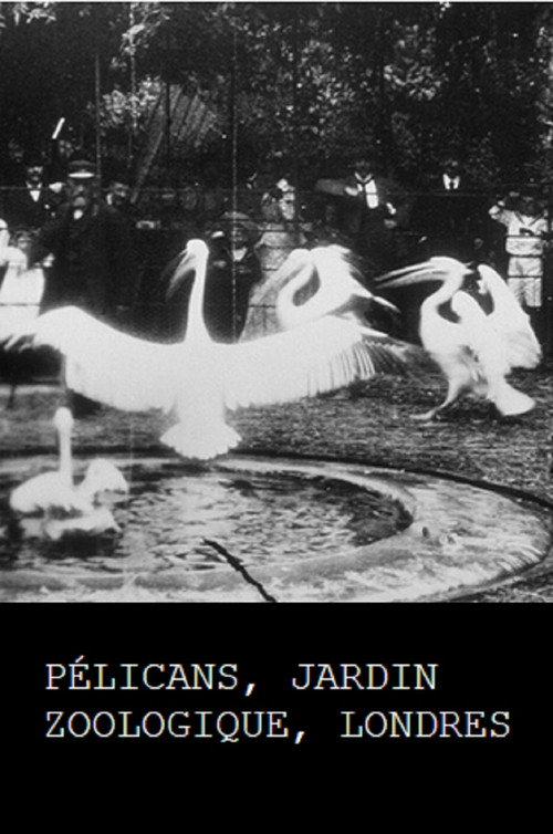 Pelicans, London Zoological Garden (1896) movie poster
