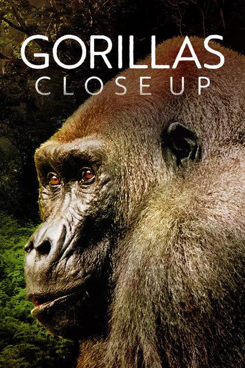 Gorillas Close Up (2022) movie poster