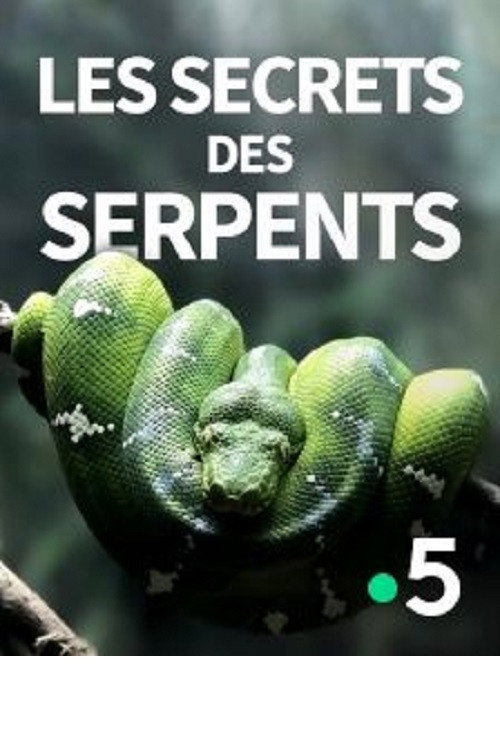 The Secrets of the Snakes (2016) movie poster
