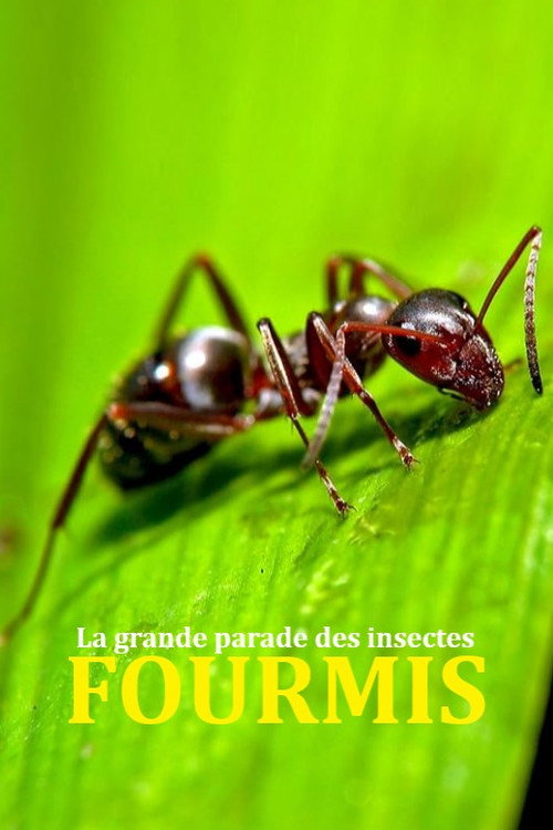 Fabulous Insects - Ants (2025) movie poster