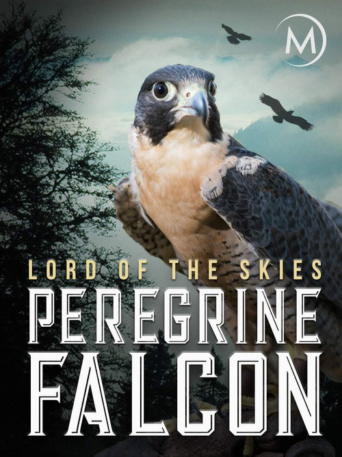 Peregrine Falcon: Lord of the Skies (2018) movie poster