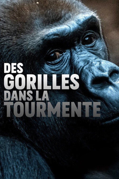 Gorillas unter Stress (2020) movie poster